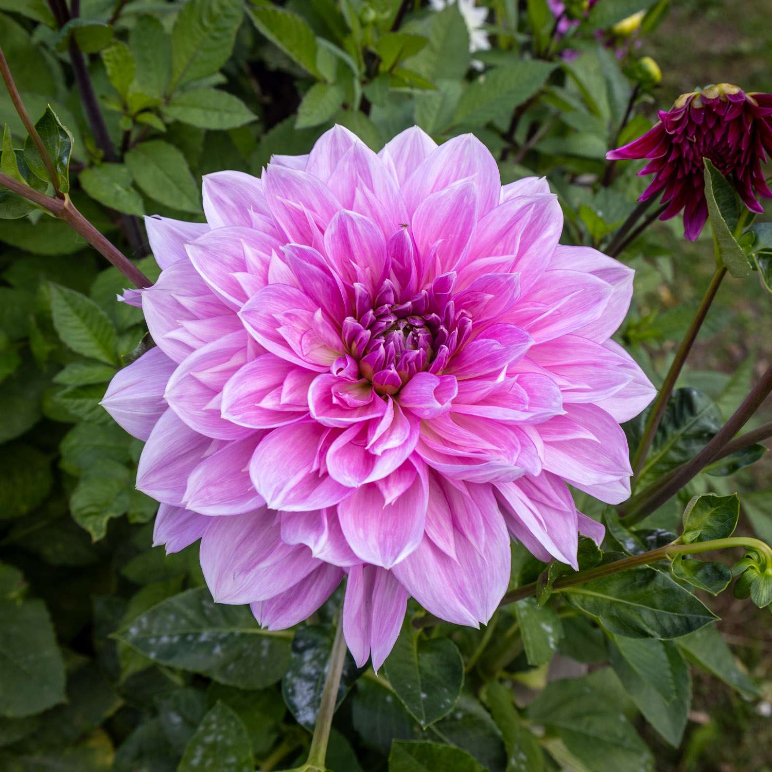 Dahlie 'Lavender Perfection'